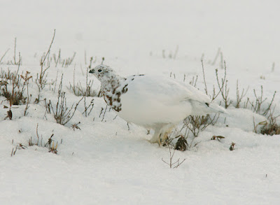 Willow Ptarmigan, winter in Newfoundland