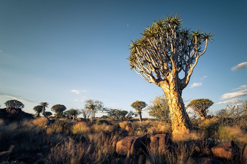 quiver-tree-forest-8
