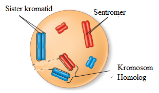 Pembelahan Meiosis dan Kromosom pada Manusia