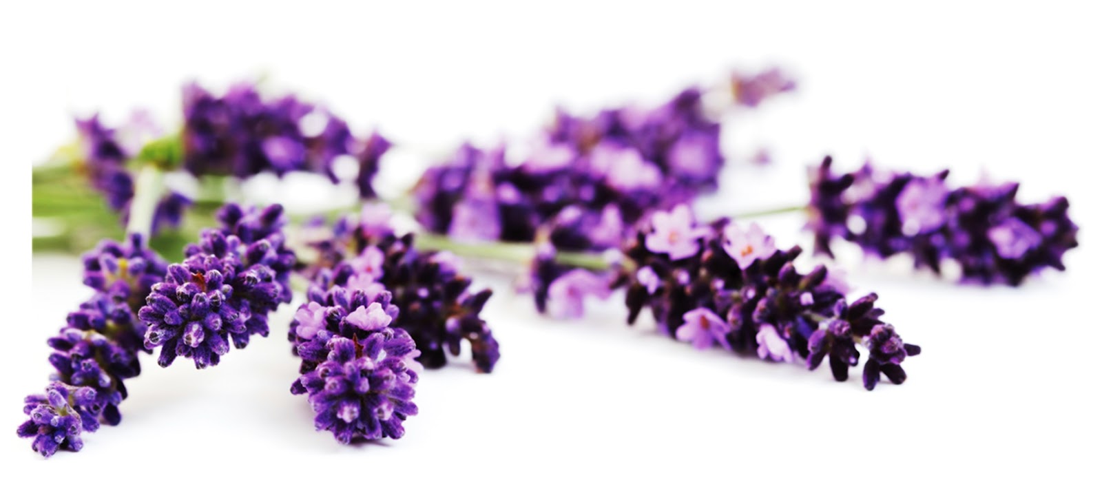 Sweet Lavender Punya Belog bunga lavender 