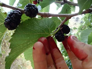 Close-up photo of mulberries while picking