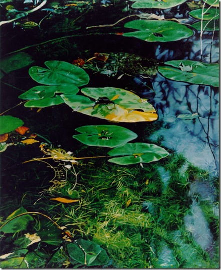nenufares