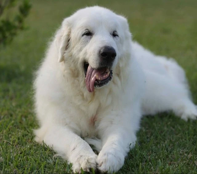 How do you groom a large dog