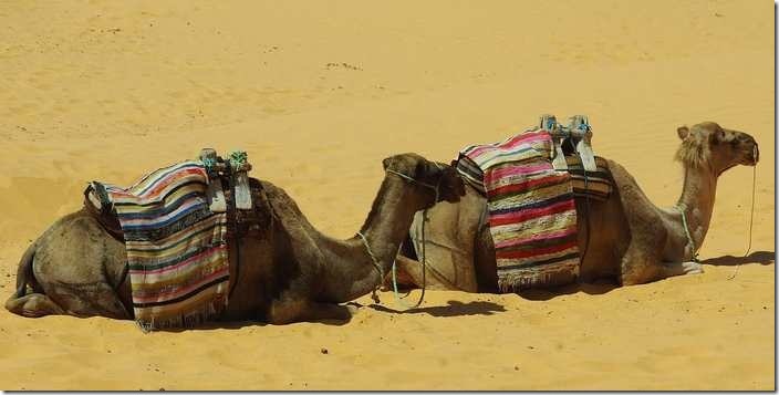 The islamic meaning of camel in dream