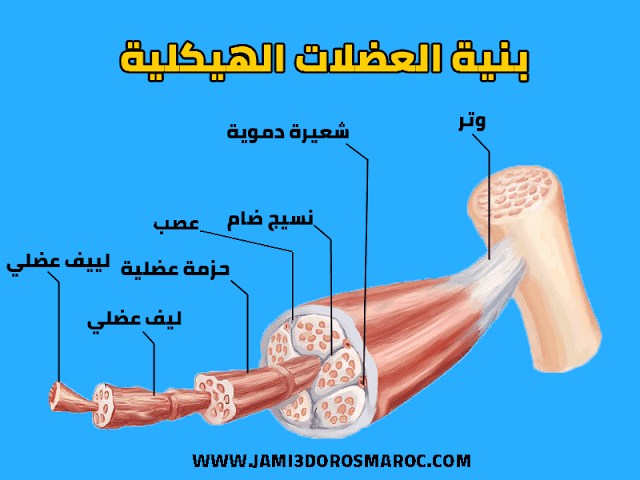 الدعامة الشراحية للتقلص العضلي للسنة الثالثة اعدادي