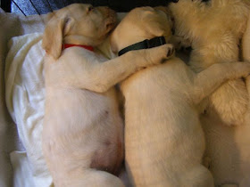 cute sleeping puppies, 