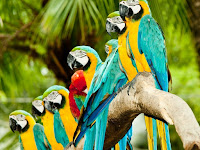 Birds And Parrots