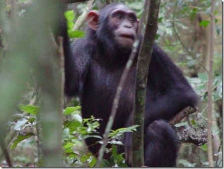 chimpance