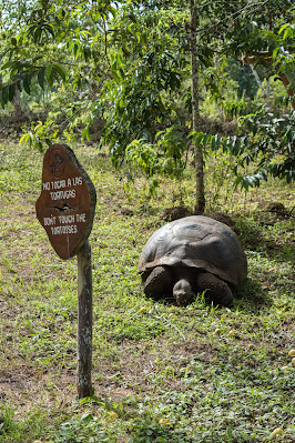 Santa Cruz Island Giant Tortoise, El Chato Reserve
