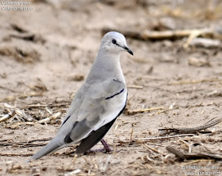 torcacita Columbina picui palomas argentinas