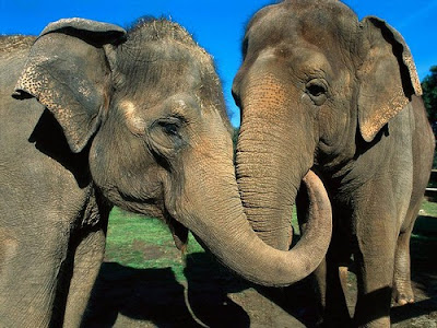 binatang terbesar di dunia - Gajah Asia