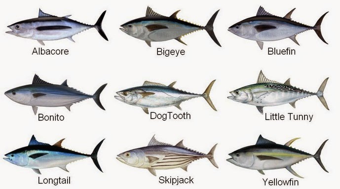 Mengenal lebih jauh tentang ikan  Tuna Blog Anak Nelayan