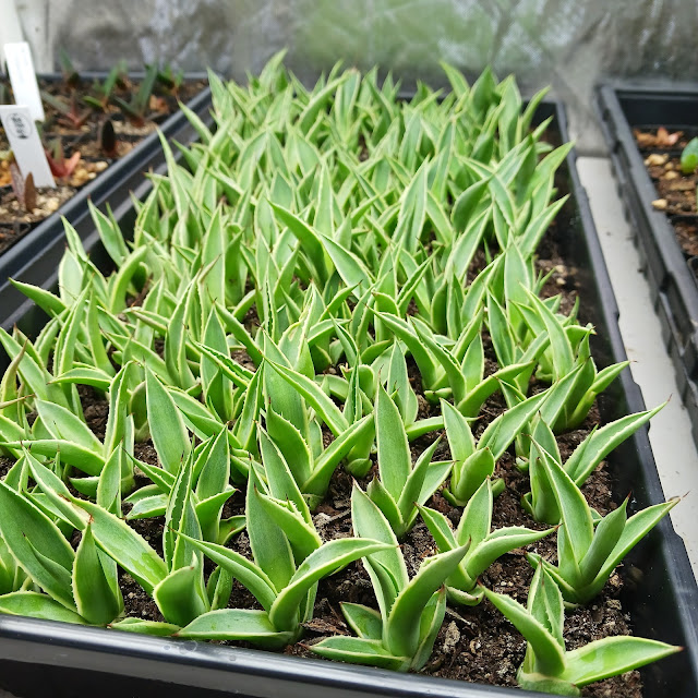 Tray of Agave celsii bulbils in a grow tent