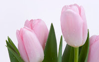 tulip flower wallpaper