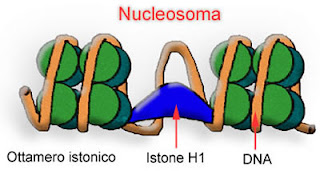 nucleosoma