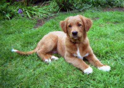 Nova Scotia Duck Tolling Retriever Dog Breeds