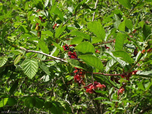 flowers and fruits, deep red fruits mostly