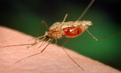 Um mosquito leva sangue de um hospedeiro humano. A resistência às últimas drogas contra a malária representa um grande problema para os cientistas. Foto: James Gathany / AP