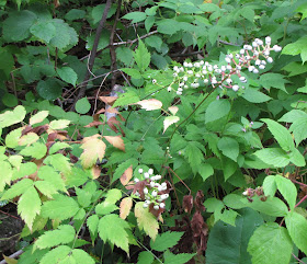 white baneberry or doll's eyes