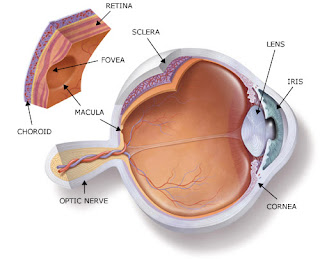 Correction Of Vision Faults : The Best Exercises To Relieve Back Pain, Lumbago And Sciatica