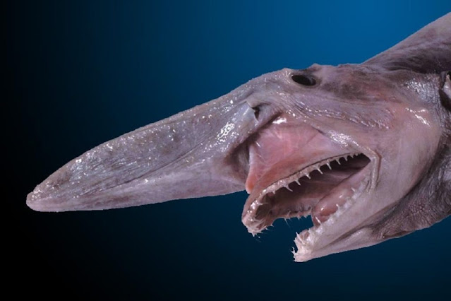 गॉब्लिन शार्क (goblin shark) - खतरनाक जबड़ा, भयानक आंखें और डरावने चेहरे वाली मछली