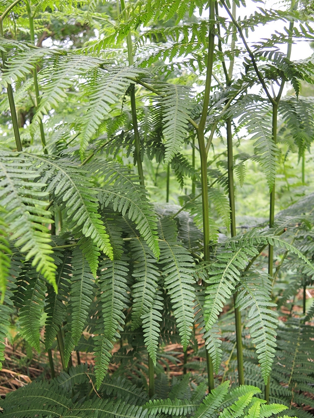 Ertbruggebos: over groen na regenval en over boeken over bomen