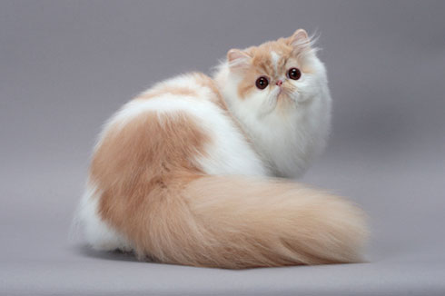 Persian Cat - gato persa