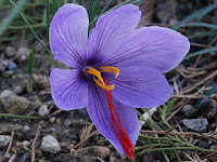 Crocus sativus