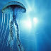 FAO: La proliferación de medusas es una amenaza para la pesca