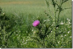 Thistle Blossom