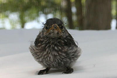 baby bluebird 19 days old