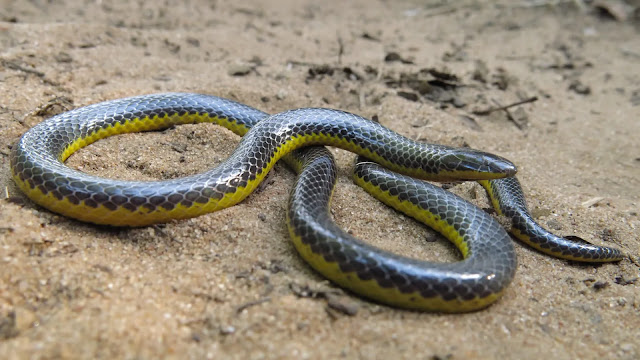 Kalahari Purple-Glossed Snake