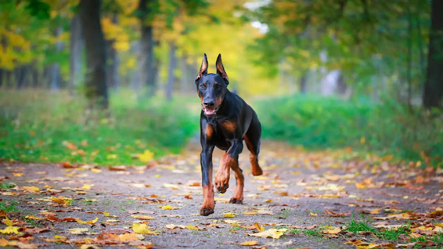 Doberman Pinscher