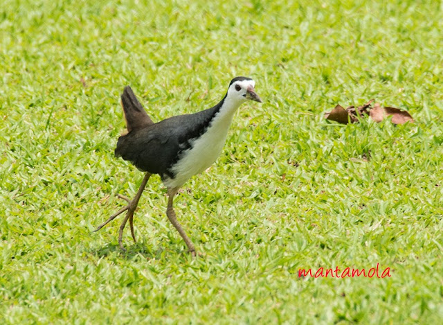 White-Breasted Waterhen(Amaurornis phoenicurus)