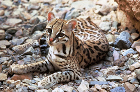 Top-10-dangerous-cat-breeds-of-world