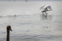 swan-start-water-bird-departure