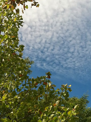 Leafy Sky (c) 2013 by Maja Trochimczyk