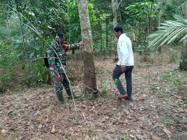 Potensi Perkebunan di Lokasi TMMD Ke-111 Kodim 1207/Pontianak