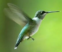 Google Hummingbird Algorithm and its implications for SEO Article content Blog or website