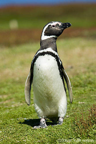 Most Endangered Species - Magellanic Penguin