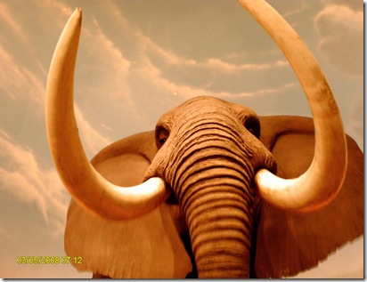 elephant at CabelasJPG