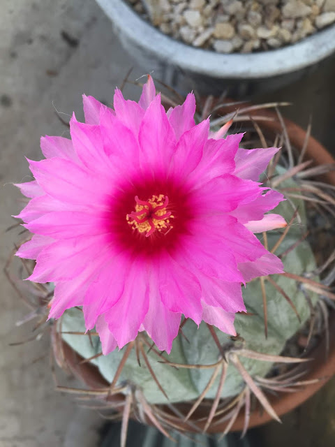 Devil's head, blue barrel or eagle's claw cactus