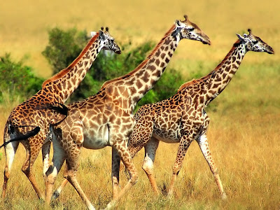 Pictures of Giraffes - Giraffe Wallpapers
