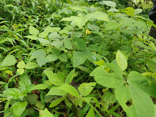 Pokok kekacang