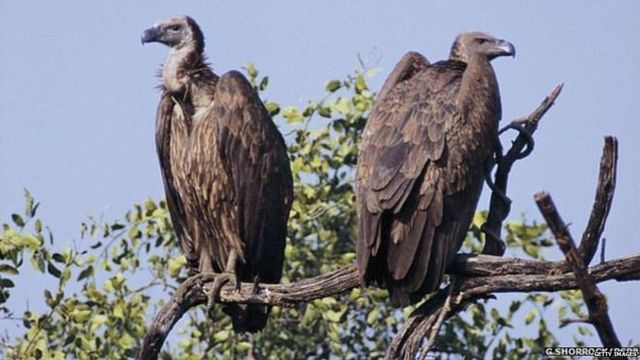  दोन वर्षांनंतर पुन्हा उतरले निसर्गाचे ‘सफाई कामगार’ पक्षीप्रेमींकडून निरीक्षण 