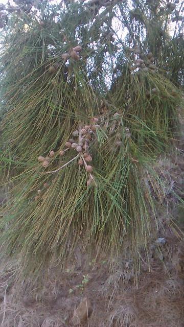  casuarina equisetifolia