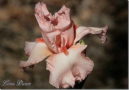 Iris_Millennium_Sunrise