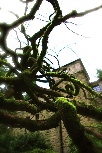 the-grotto-japanese-maple