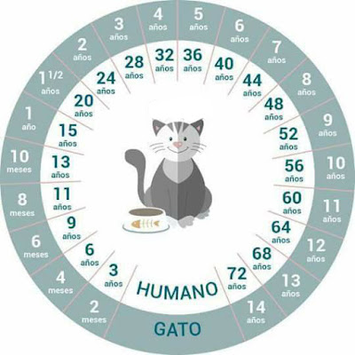 Cómo calcular la edad de un gato
