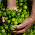 Umbu é uma das opções de frutas saudáveis para o verão